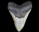 Massive, Megalodon Tooth - North Carolina #66096-1